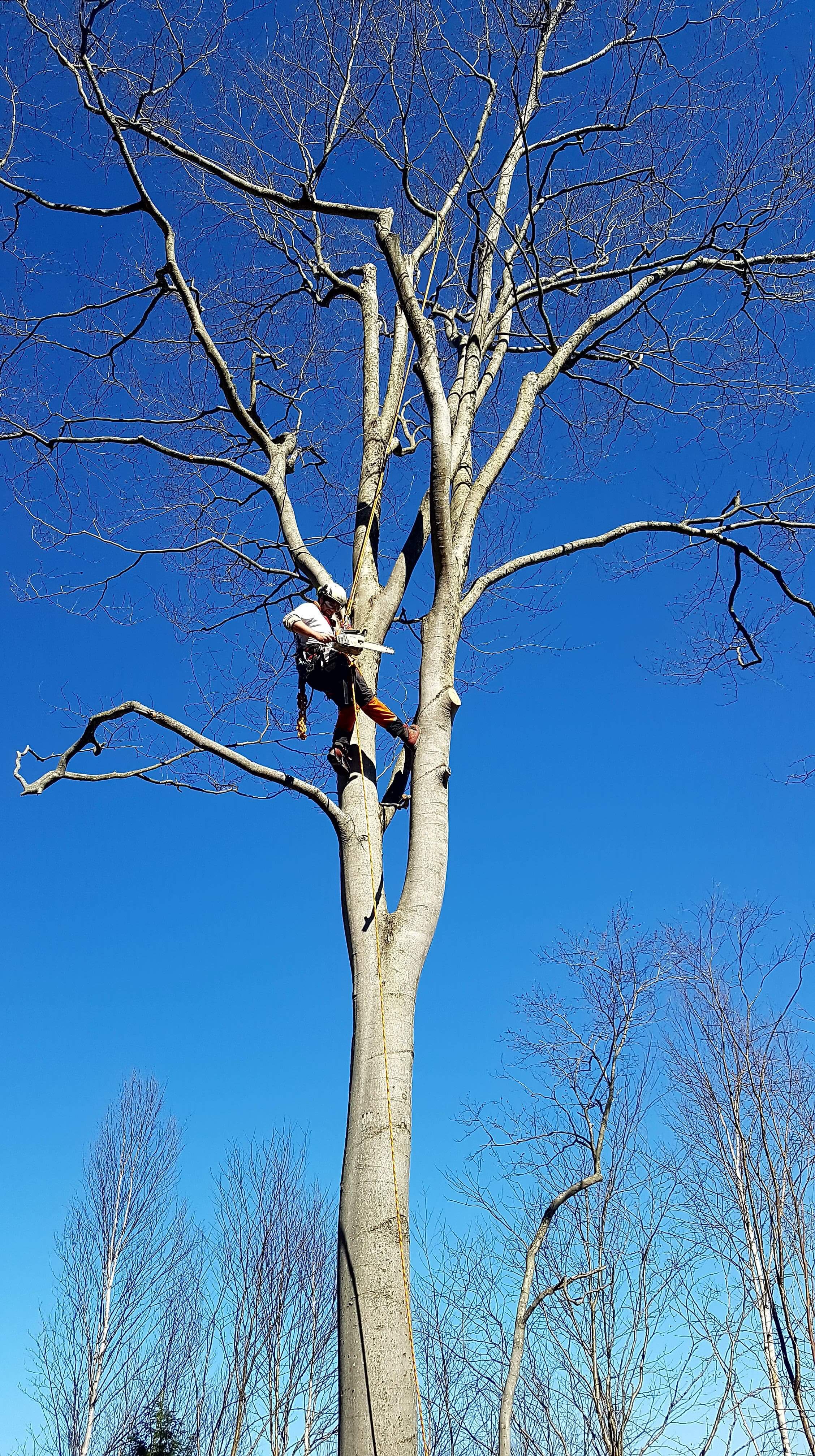 Images Élagage Frère d'Arbres