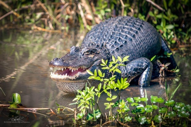 Images Cajun Encounters Tour Company