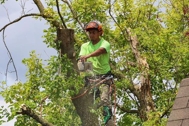 Images Brown's Tree Service LLC