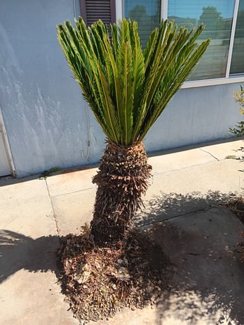 Images Pimentel's Gardening