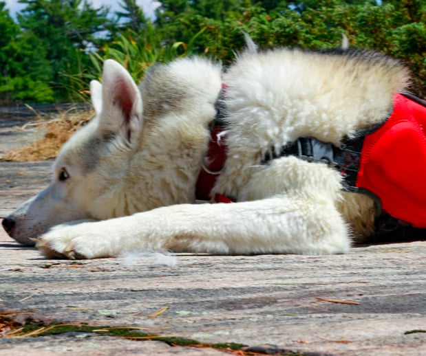 Images Great Outdogs