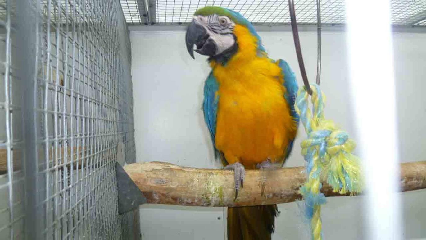 Images Fugle & Dyrehandler Arnfred M Madsen