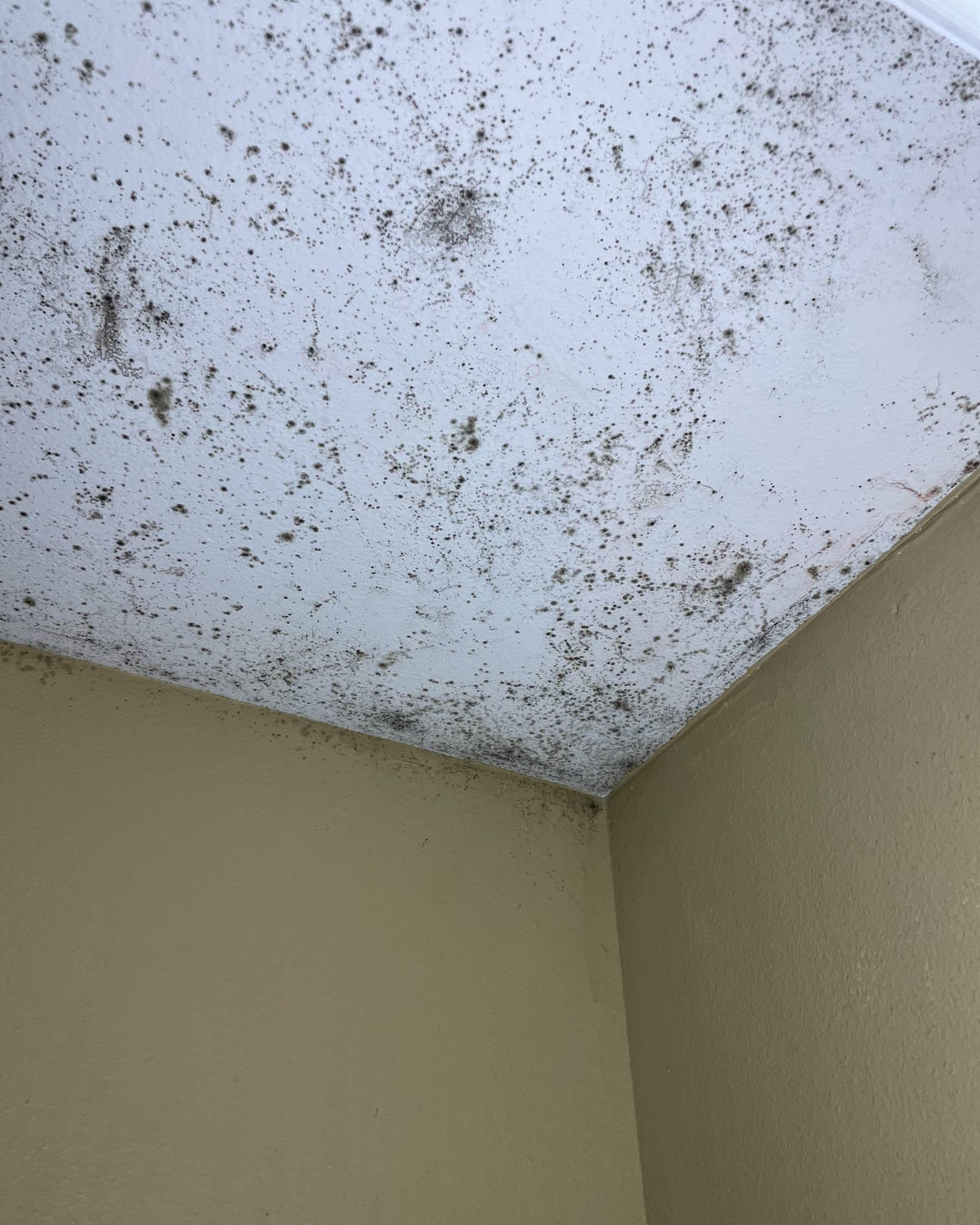 Let us tell you what SERVPRO of Chattanooga can do for you. Mold damage