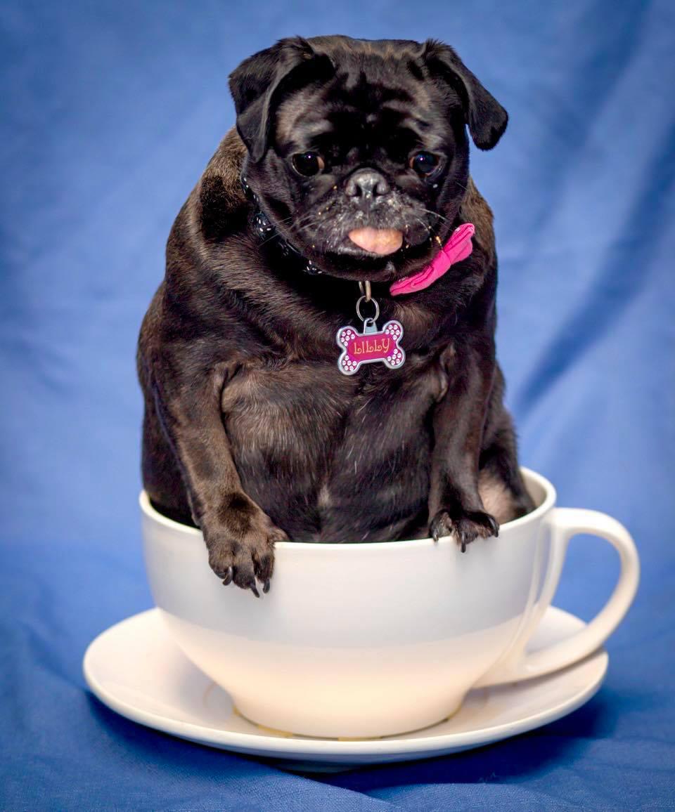 pug in tea cup