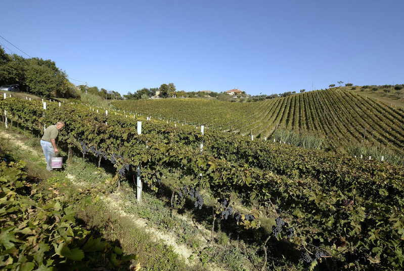 Azienda Vitivinicola La Quercia