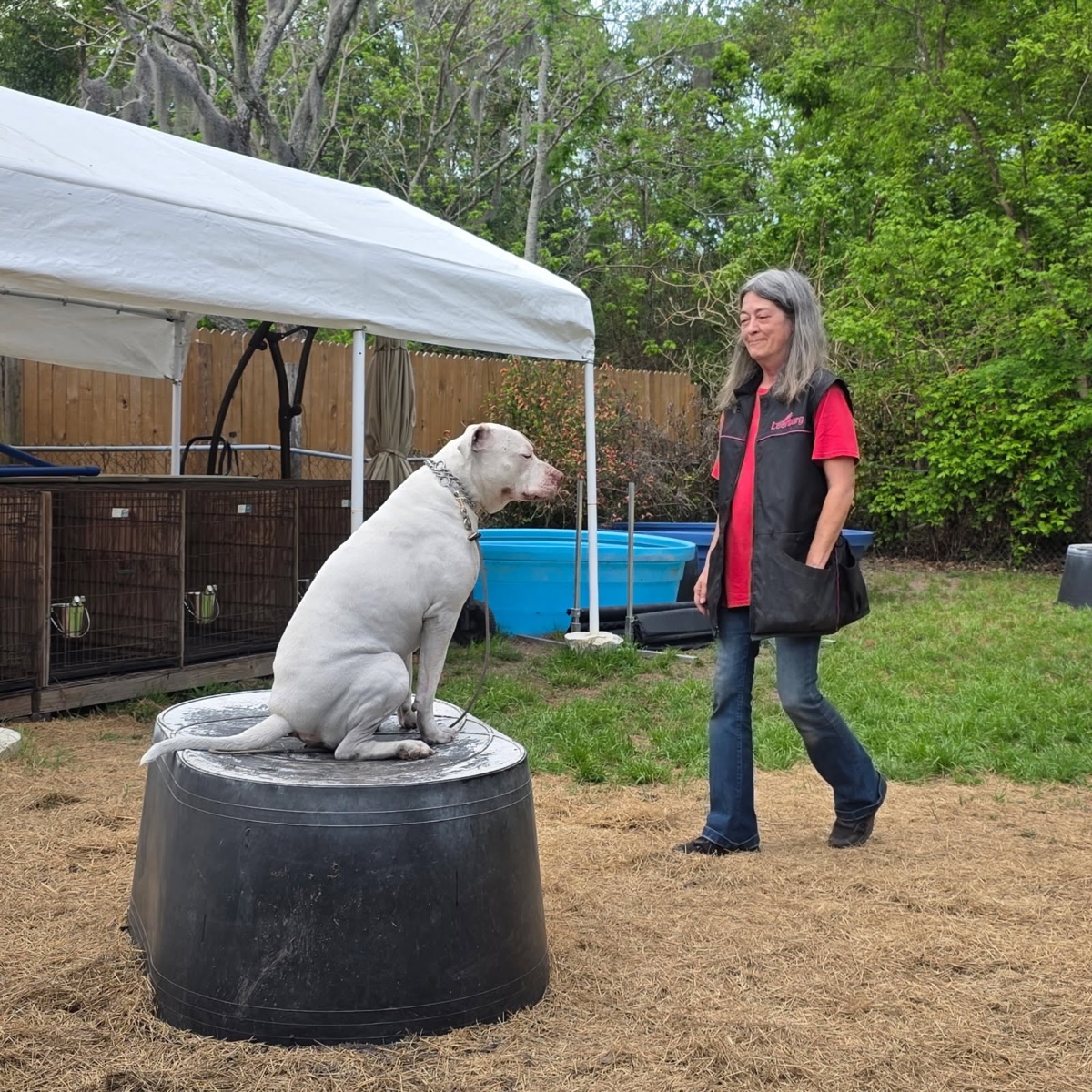 Russell's K9 Academy Image