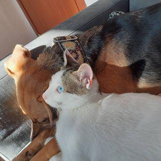 Images Clínica Veterinaria Doctor Waksman