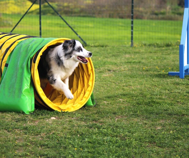 Images Great Outdogs