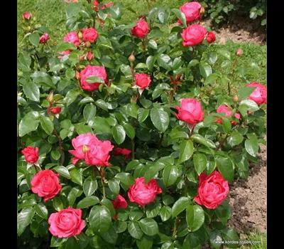 Rose 'Cherry Lady'_Zanker Gartenbau