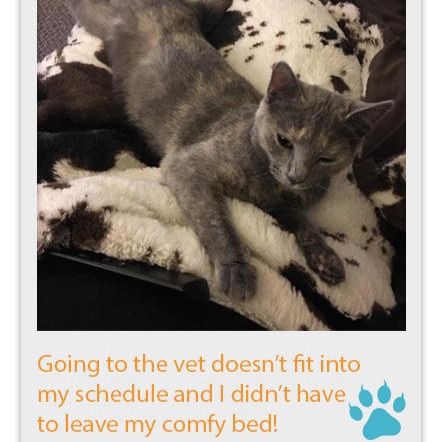 The Travelling Vet LLC cares for cats too!