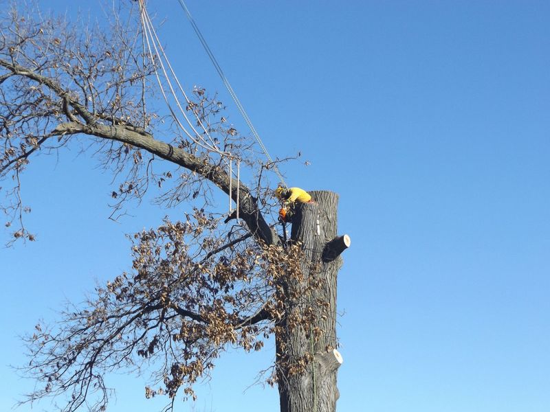 Images Hudson Tree Service