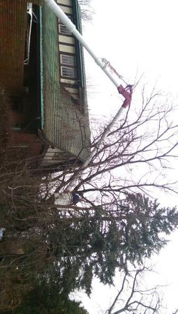 Images Tony J. Bricker Tree Service