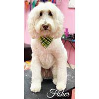 Images Woof Gang Bakery and Grooming Pompano Beach