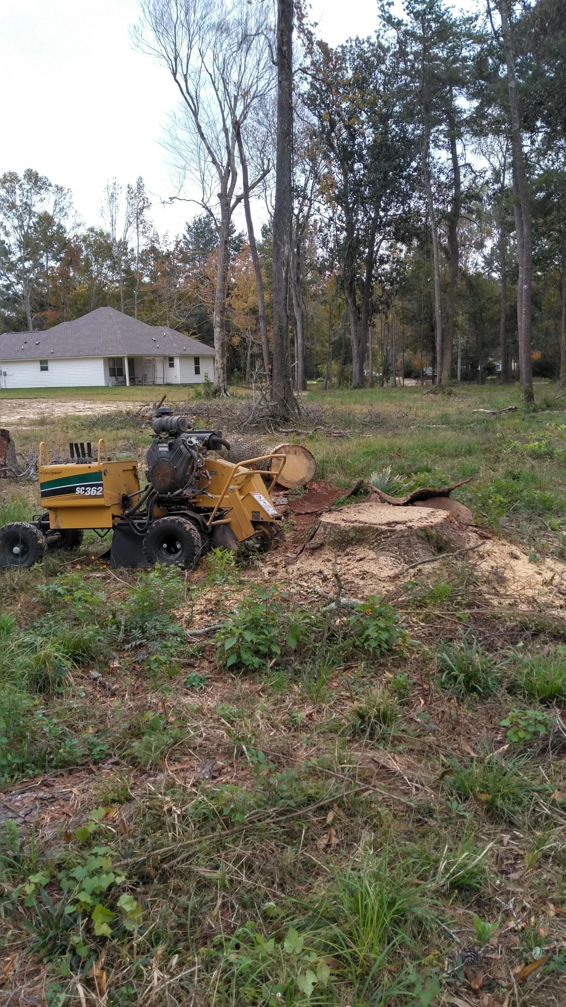 Professional stump grinding in a wooded residential yard using heavy equipment, clearing tree debris and preparing land for landscaping or construction.