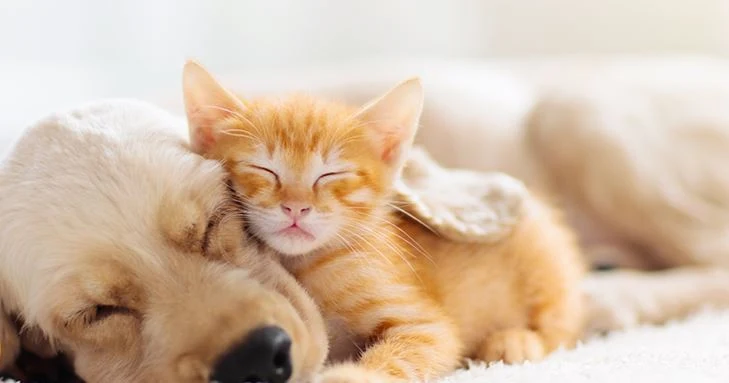 Images 会光殿ペット葬祭部 大分南店