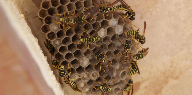 Images American Termite & Pest Control