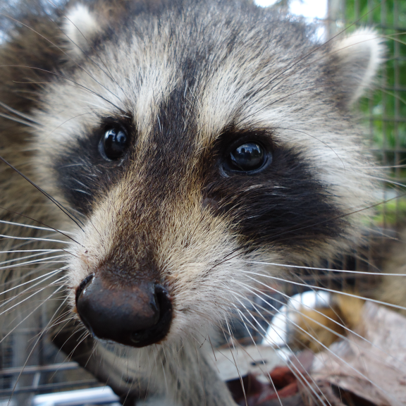 Animal Rangers, Inc. provides humane animal control services to get rid of raccoons in the attic