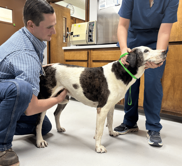 Images Chaparral Veterinary Center, P.C.