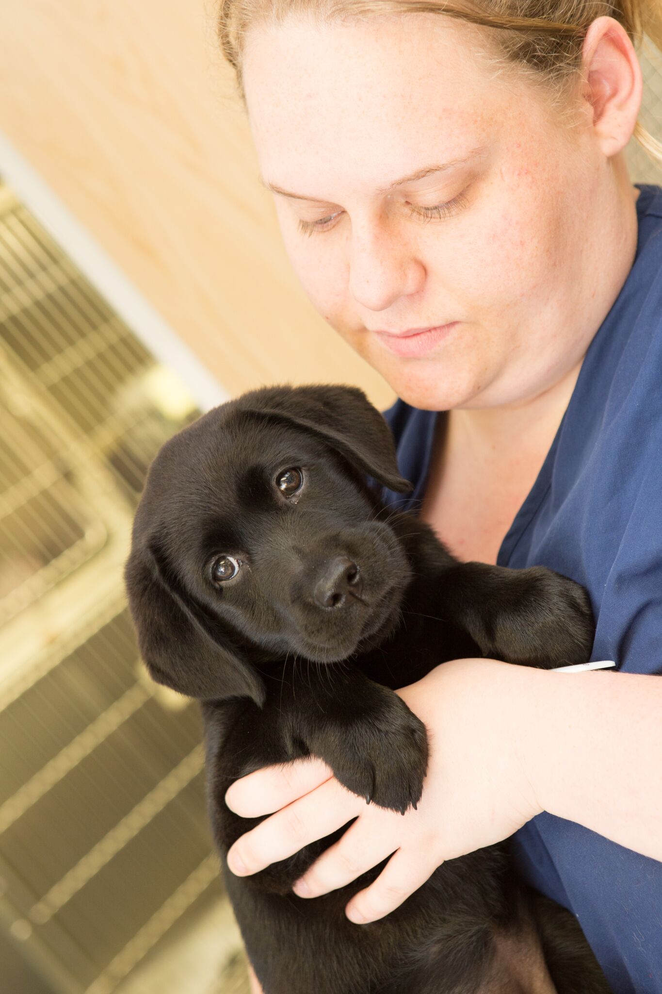 Images Streatham Hill Veterinary Surgery