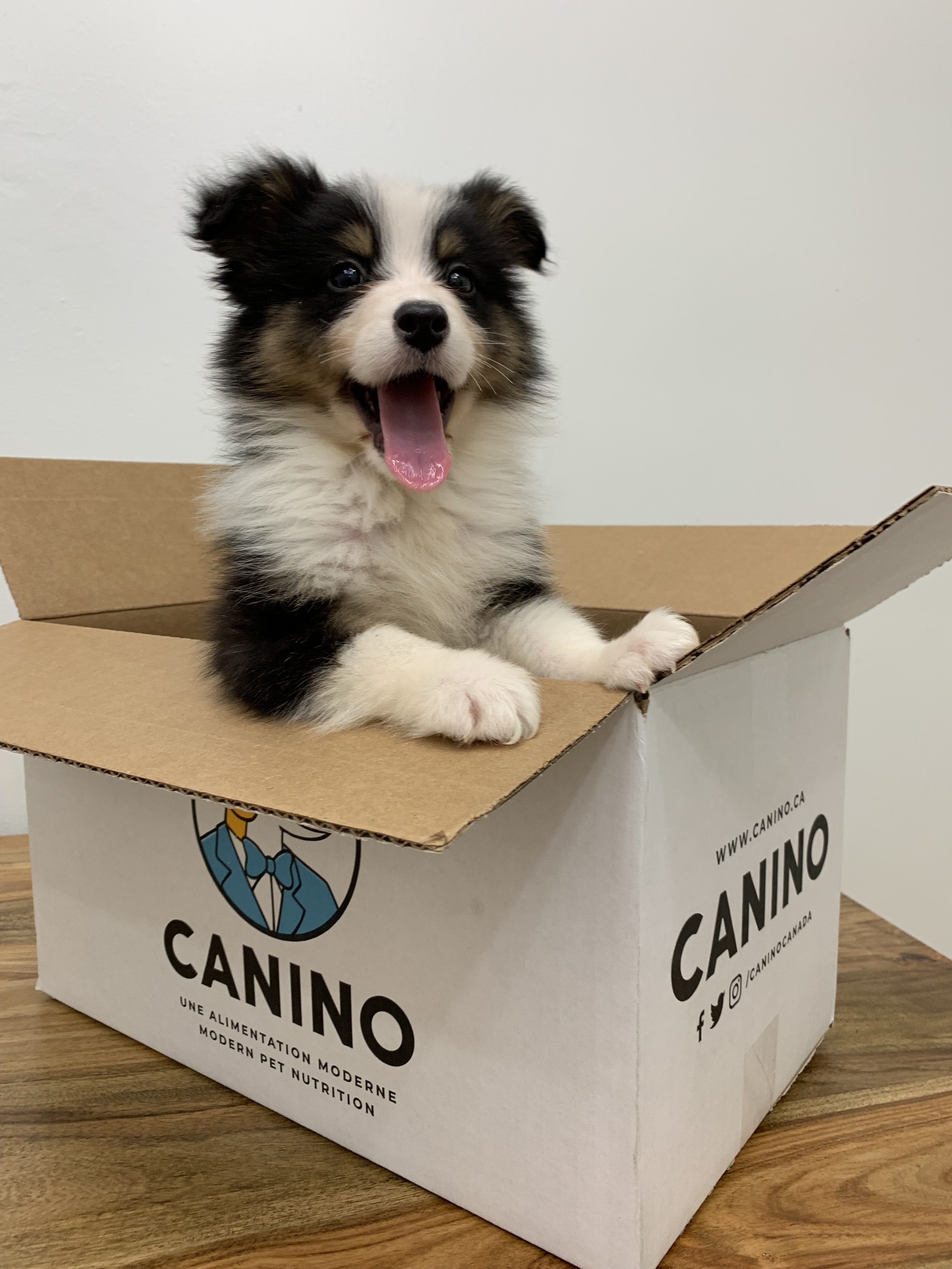 Images Canino