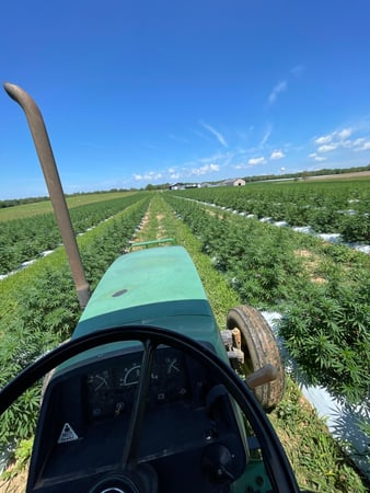 Images Wholesale Hemp Farms