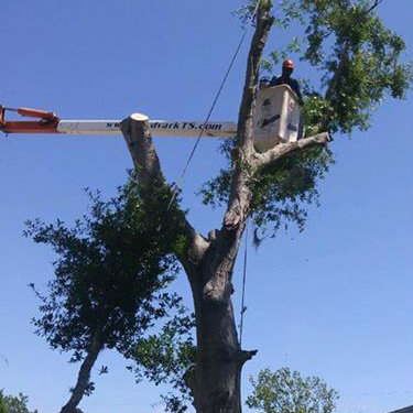 Aardvark Tree Services, LLC Photo