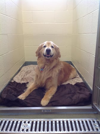 Images Crosspointe Animal Hospital