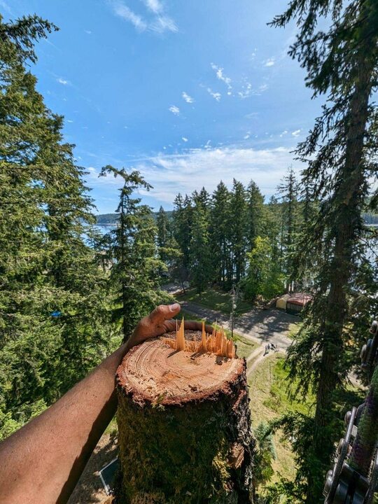 Images Lyons Tree Service