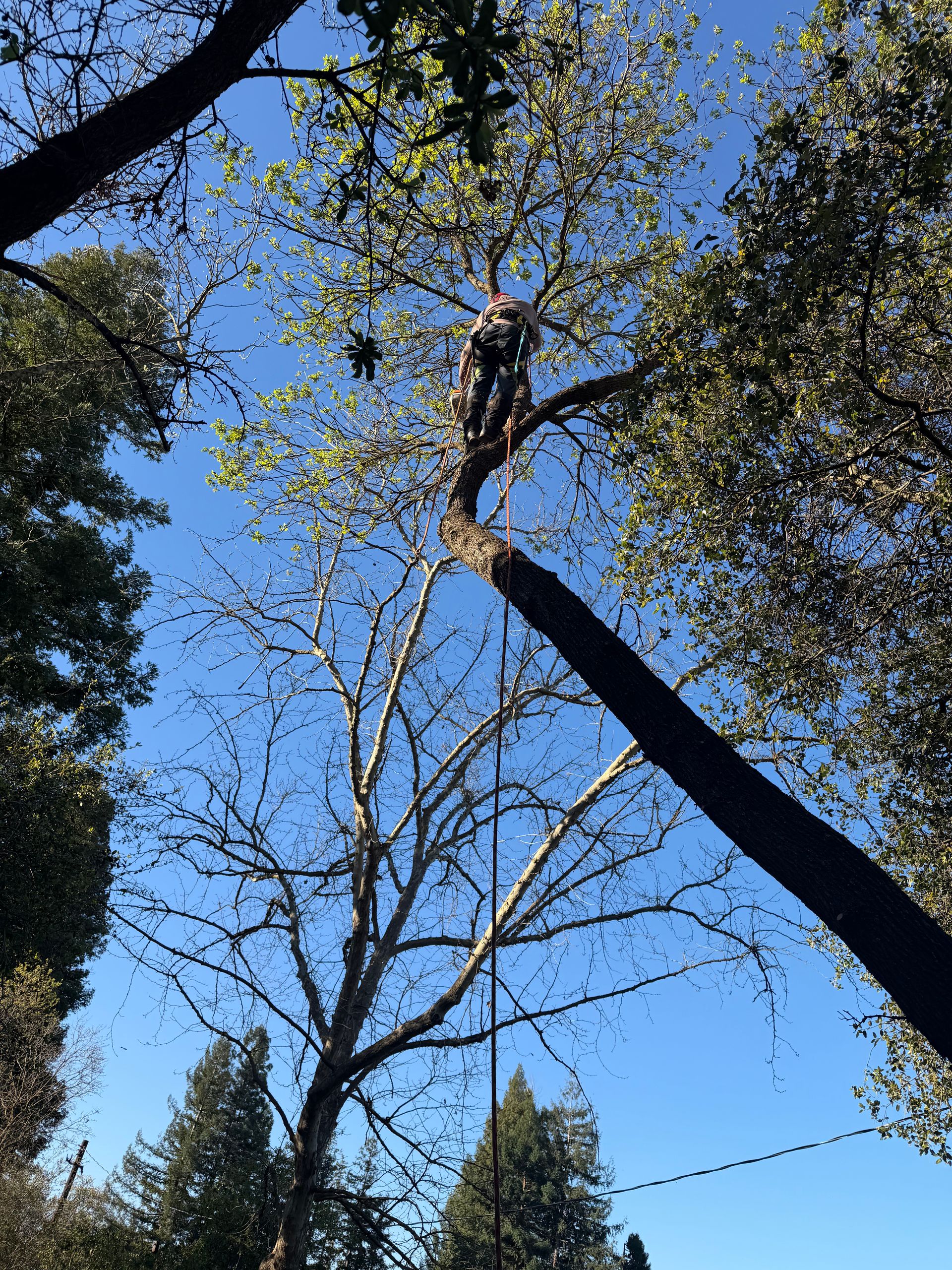 Northern Valley Tree Service
