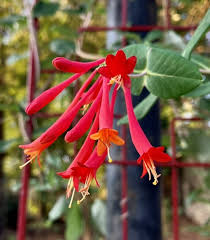 Images Red Mill Landscaping & Nursery