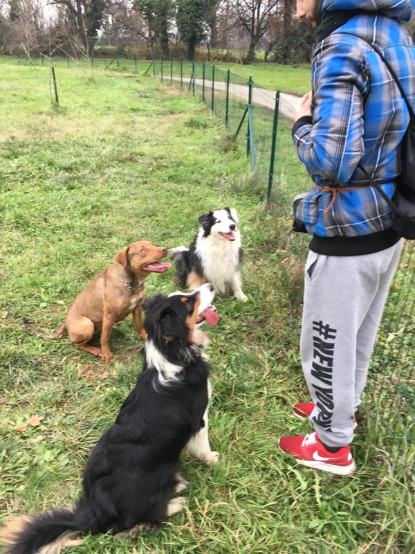 Images Smiling Dogs Addestramento Cani e Cuccioli
