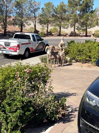 Images Las Vegas Pest Control