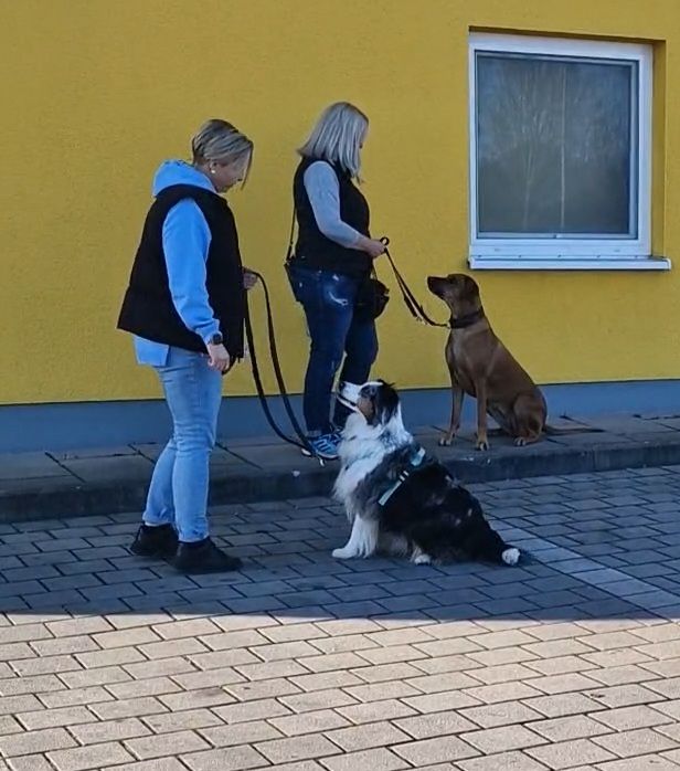 PAWtner Hundetraining Sabrina Rösch, Am Tiefenbach 10 in Ilsfeld