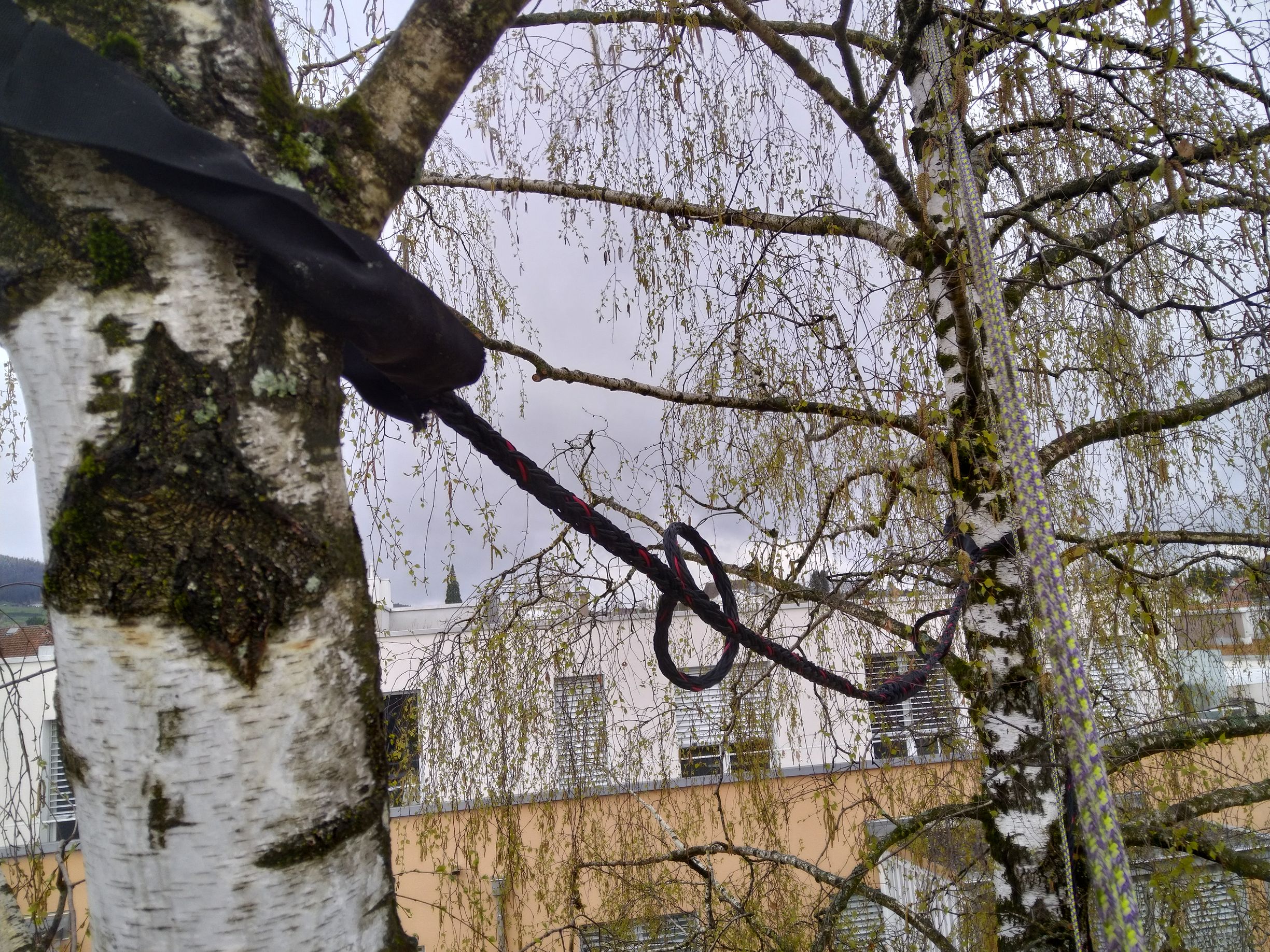 Baumpflege-Gallusser, Bergstrasse 3 in Hinteregg