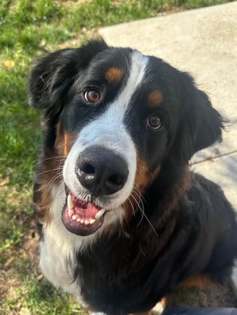 Images VCA Green Animal Hospital