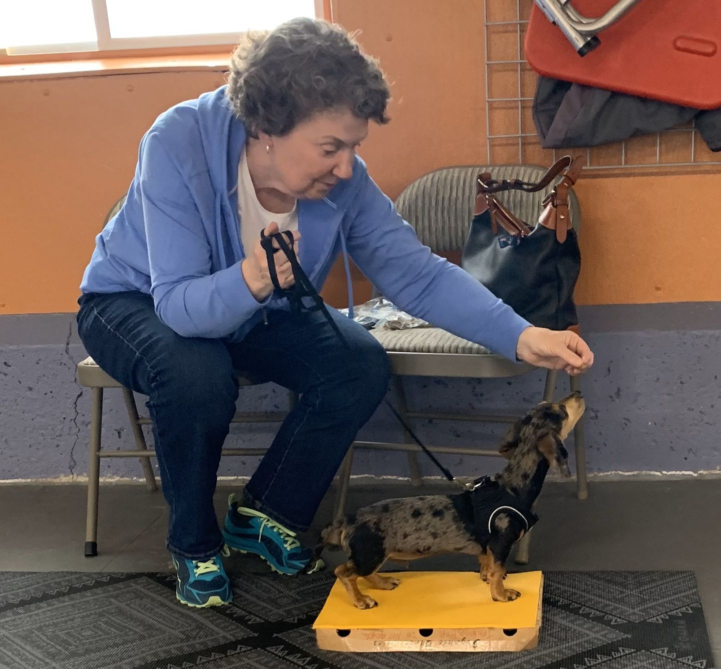 Dog Boarding, Dog Grooming, Dog Training, Pet Supply Store Vergennes VT