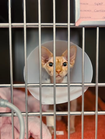 Images VCA McClave Animal Hospital