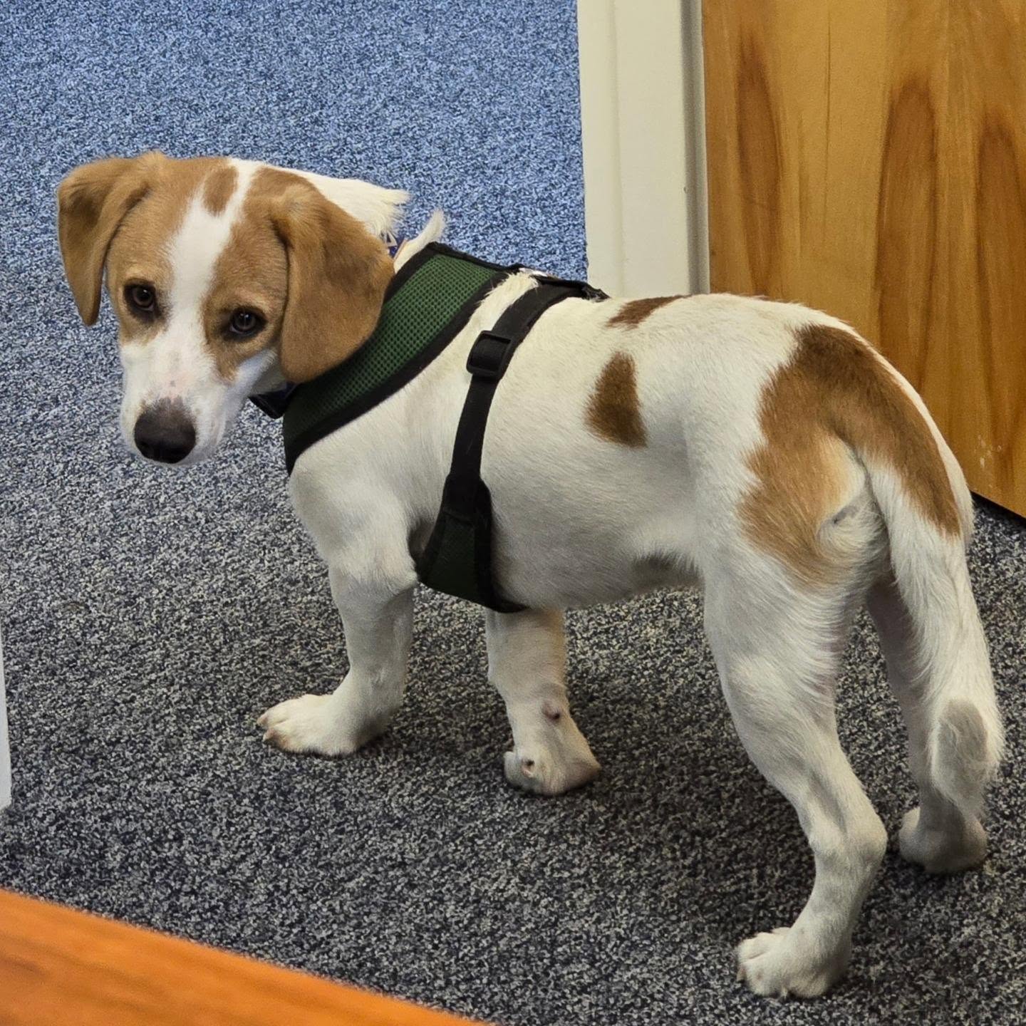 Biscuit is 8 months old. Dushound & beagle. He likes to cuddle and is sweet. Very playful but laid back. He is picky about what dogs he likes and has lived with cats. To fill out an application visit www.englishbulldogrescue.com