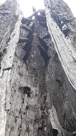 Images MIB Tree Service
