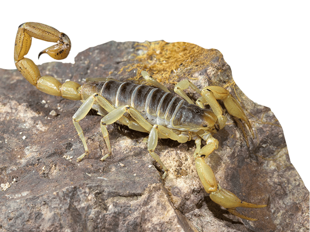 Images San-Rio Pest Control LLC