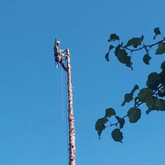 E&A Tree Service Inc. Image