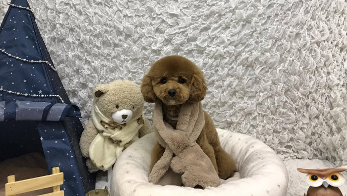 Images ペットショップ 犬の家