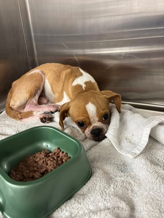 Images Rush Veterinary Urgent Care