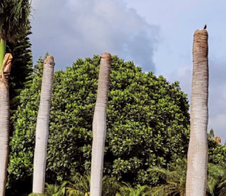 Images Aloha Tree Savers