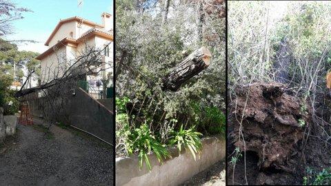 Images L'ARBREDA - JARDINERIA Y PODA EN ALTURA / Jardineria i Poda en alçada