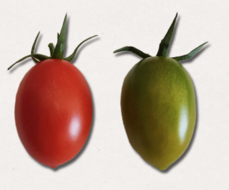 Images Pomodoro Buttiglieddru di Licata