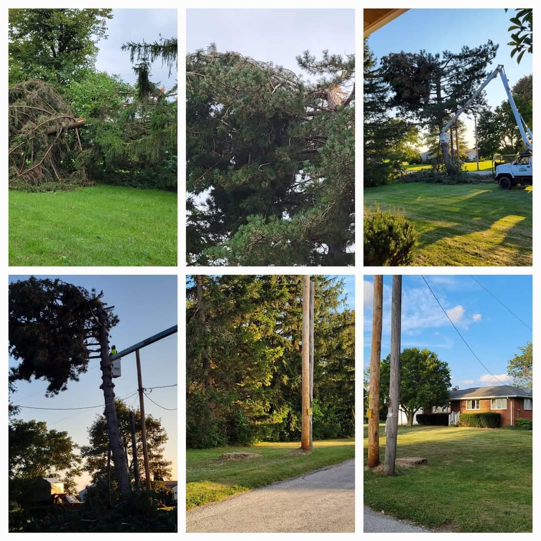 When necessary, Beast Tree Services L.L.C. offers professional tree removal services to safely and efficiently eliminate trees that pose a hazard or have reached the end of their life cycle.