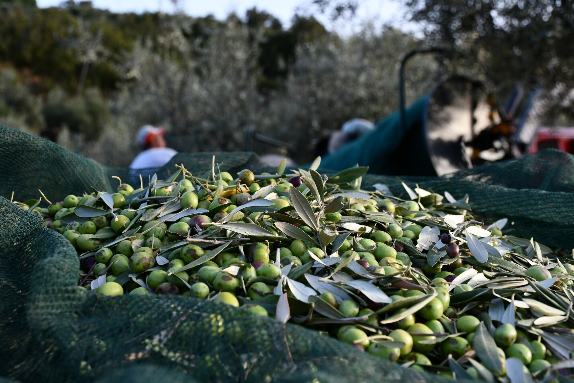 Images AZIENDA AGRICOLA MIRACCO ATANASIO FRANCO