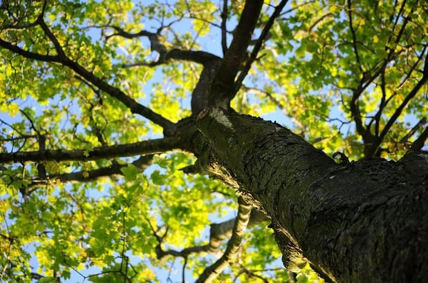 Images Hybrid Tree Service