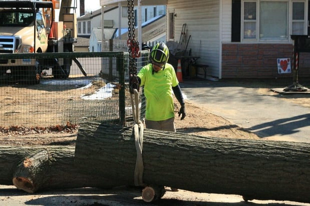 Images Evergreen Tree Service